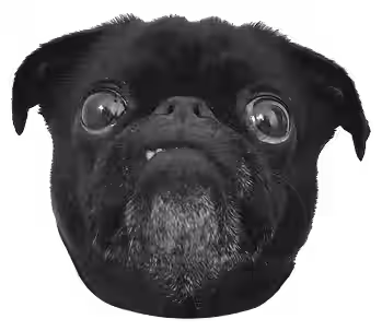 Mops Trudi